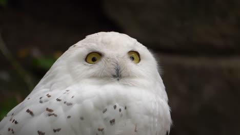 Close-up-of-a-snowy-owl-staring-into-the-camera-with-beautiful-bright-yellow-eyes