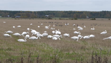 Grupo-De-Cisnes-Descansando-En-Un-Campo,-Concepto-De-Aves-Silvestres