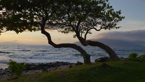 Zwei-Einzigartige-Bäume-Entlang-Der-Küste-Während-Des-Sonnenuntergangs-In-Maui-Hawaii
