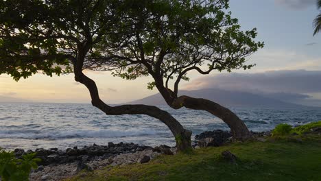 Zwei-Einzigartige-Bäume,-Die-Einen-Sonnenuntergang-In-Maui-Hawaii-übersehen