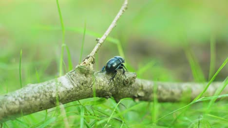 4K-slow-motion-macro-shot-of-a-beetle,-standing-still-on-a-dead-branch