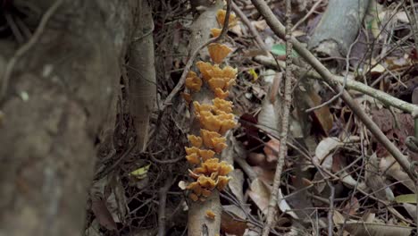 Man-hand-holding-smartphone-taking-photo-of-wild-mushrooms-growing-on-tree-in-tropical-rainforest