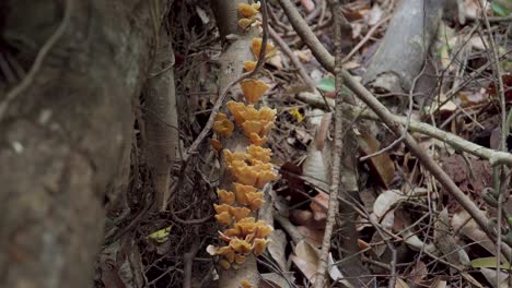 Brown-mushrooms-in-rainforest