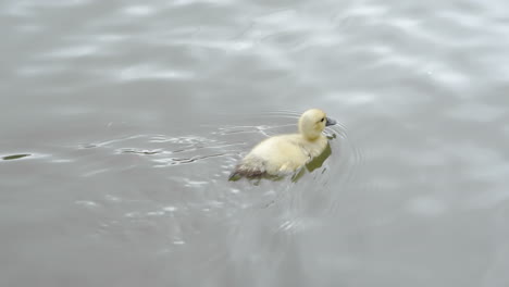 Little-yellow-baby-duckling-swimming-alone-in-a-greenish-lake-filmed-in-slow-motion-4k-120fps