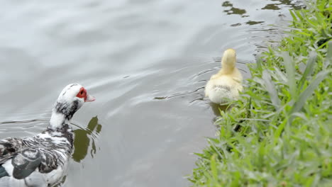 Entenmutter-Und-Gelbes-Entlein-Schwimmen-Auf-Einem-See-In-Der-Nähe-Des-Grasbewachsenen-Randes