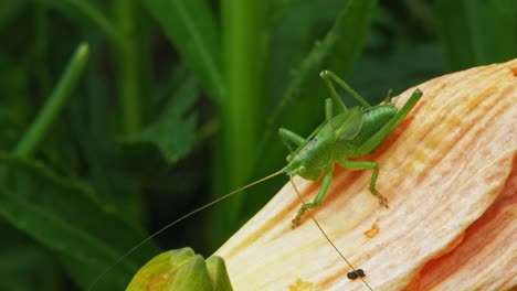 Close-Up-Of-A-Common-Green-Grasshopper-On-Garden-Plant