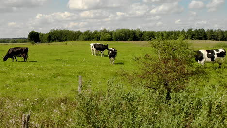 Rinderherde,-Die-Auf-Der-Grünen-Wiese-Auf-Dem-Land-Weiden