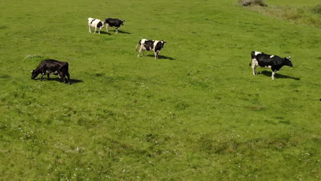 Rebaño-De-Vacas-Holstein-De-Pie-En-Campo-Verde-En-Un-Día-Soleado,-Ganado-Vacuno