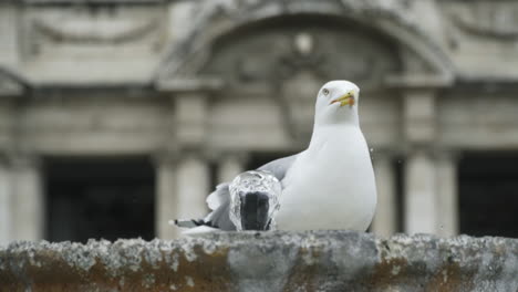 Gull-bathes-in-fountain-in-front-of-historic-building-Rome-Italy,-slow-motion
