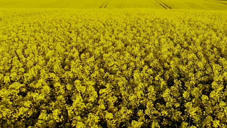 Yellow-Canola-oil-field,-Vegetable-oil-farmland-rapeseed,-countryside