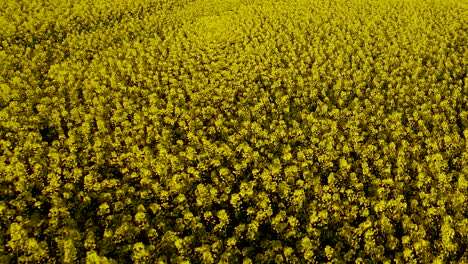 Aerial-drone-close-up-over-rapeseed-field-slowly,-yellow-blooming-of-cereals-in-ripening-cereals,-slow-motion