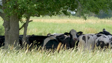 Multiple-cows-standing-in-the-shadow-during-a-hot-summer-day