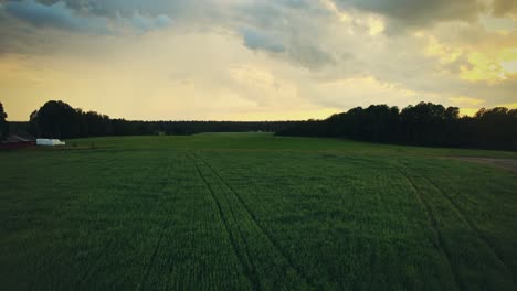 Immergrünes-Feld-Führt-Zum-Sonnenuntergangshorizont-Auf-Der-Landschaft-Von-Hjo-In-Schweden
