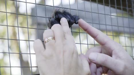 Menschliche-Hände-Streicheln-Sanft-Affenpfote-Durch-Käfigdrahtgeflecht-Gefühlsmassage
