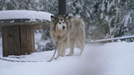 Older-furry-sled-dog-howls-at-kennel-while-waiting-to-pull-sled,-slow-motion