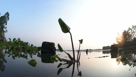 Water-Hyacinth-in-Lake-with-blue-sky-background