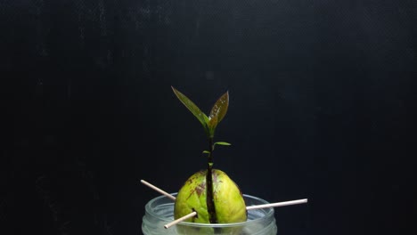 Timelapse-of-an-avocado-seed-sprouting-and-growing-leaves-with-black-background