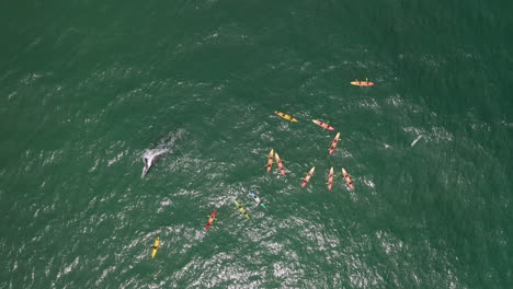 4k-Aerial-shot-of-a-large-group-of-people-on-kayak