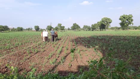 Indischer-Bauer-Arbeitet-Mit-Stier-Auf-Seinem-Baumwollfeld,-Maharashtra,-Indien