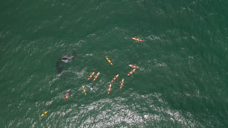 4k-Drone-shot-of-a-large-group-of-tourists-searching-for-Humpback-Whale-at-Byron-Bay,-Australia