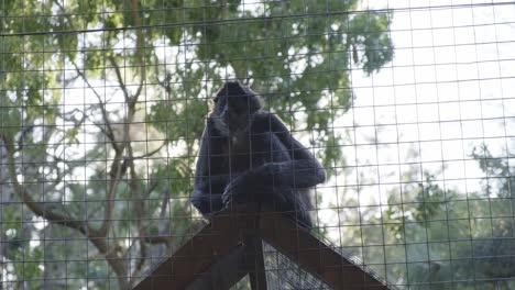 Adorable-primate-monkey-sitting-on-wooden-enclosure-roof-apex-behind-wire-fence