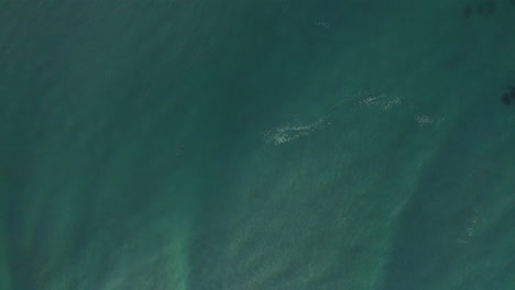 4k-Wide-aerial-shot-of-Dolphins