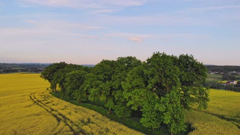 Green-trees-on-yellow-blooming-rapeseed-field-in-Poland,-aerial-reveal-shot