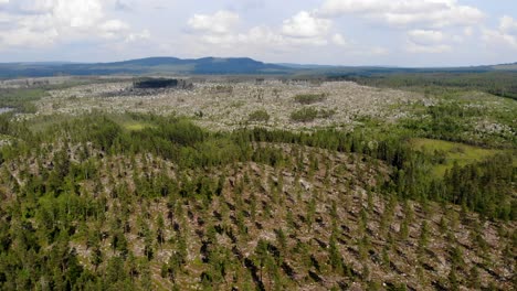 AERIAL---Agroforestry,-forest,-northern-Arctic-area-of-Sweden,-reverse-rising-shot