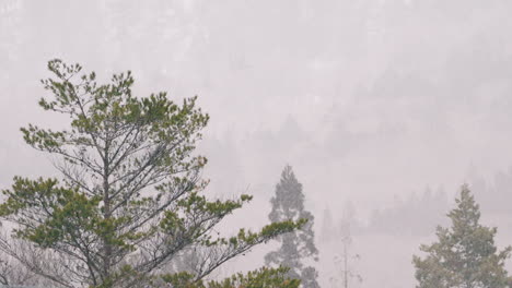 Paisaje-Nublado-Durante-La-Tormenta-De-Nieve-En-El-Bosque-De-Montaña-Cerca-Del-Campo-De-Gifu,-Japón