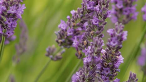 Eine-Biene,-Die-An-Einem-Warmen-Tag-In-Einem-Garten-In-Der-Stadt-Oakham-In-Der-Grafschaft-Rutland-Im-Vereinigten-Königreich-Pollen-Von-Der-Lavendelpflanze-Sammelt