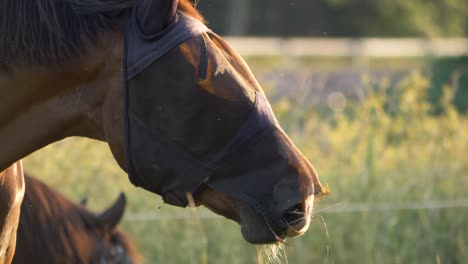 Nahaufnahme-Eines-Pferdes,-Das-Während-Des-Sonnenuntergangs-In-Schweden-Gras-Kaut