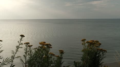 Blick-Auf-Das-Weite-Meer-Mit-Wilden-Blumen-Im-Vordergrund