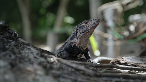 Slow-motion-shot-of-Iguana-lizard-basking-in-sun-on-forest-floor-in-rain-forest