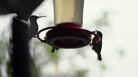 Silhouetted-hummingbird-is-joined-by-another-at-feeder-on-deck,-slow-motion