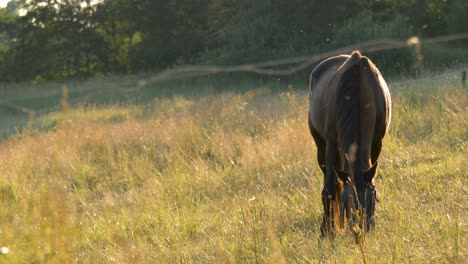 Horse-grazing-on-a-meadow-during-sunset