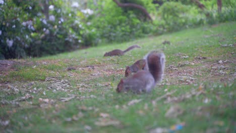 Static-handheld-shot-of-eastern-gray-squirrels-searching-for-food-in-Sheffield-Botanical-Gardens,-England