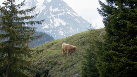 Pequeña-Vaca-Esponjosa-De-Las-Tierras-Altas-Pastando-En-Los-Alpes-Con-Una-Vista-Increíble-De-Las-Montañas-Nevadas