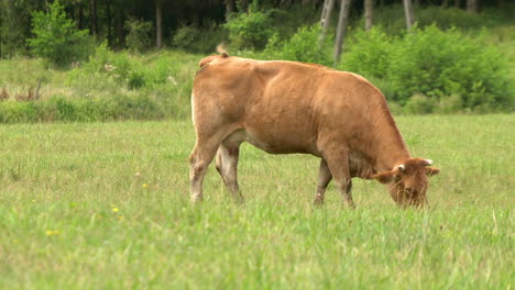 Wide-shot-of-wild-Polish-Red-cattle-grazing-outdoors-on-meadow-and-foraging