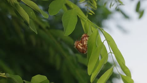 maybeetle-resting-on-a-leaf