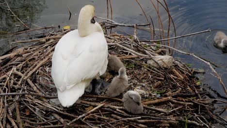 Nesting-white-swan-mother-with-young-baby-cygnets-at-side-of-lake