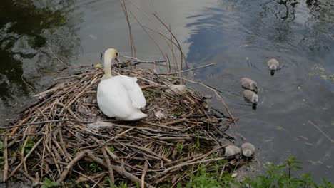Weiße-Schwanenmutter,-Die-Baby-Cygnet-Vögel-Schützt,-Die-Auf-Dem-Nest-Am-Seeufer-Sitzen