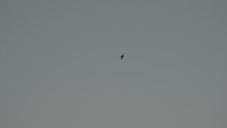 Alone-swallow-Bird-Flying-High-In-The-Clear-Gloomy-Sky-Below-The-Thin-Clouds---static-shot