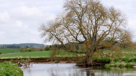 Der-Fluss-Don-Bei-Monymusk-Aberdeenshire-Mit-Willow-Tree