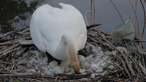 Nesting-swan-cleaning-feathers-and-protecting-cygnet-eggs-alongside-lake-water