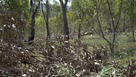 Australian-outback-bird-flying-from-fallen-tree-branch