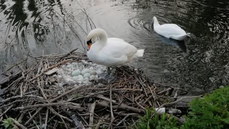 White-swans-with-hatching-eggs-on-a-nest-on-wildlife-lake