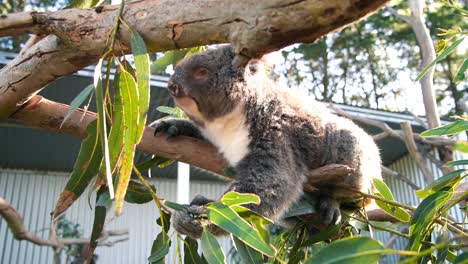 Koala-En-Un-árbol-En-La-Isla-Canguro,-Australia