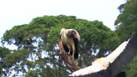 Two-majestic-king-vulture-birds-,-standing-together-on-a-brach,-watching-the-surroundings