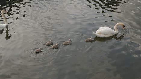 Little-fluffy-baby-cygnets-following-swans-in-canal-river-water