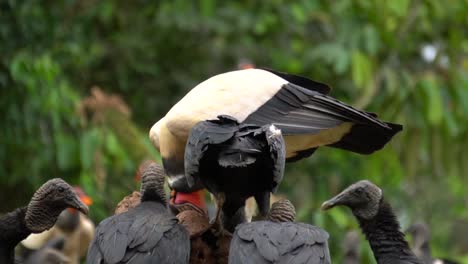 A-flock-of-majestic-king-vultures-feeding